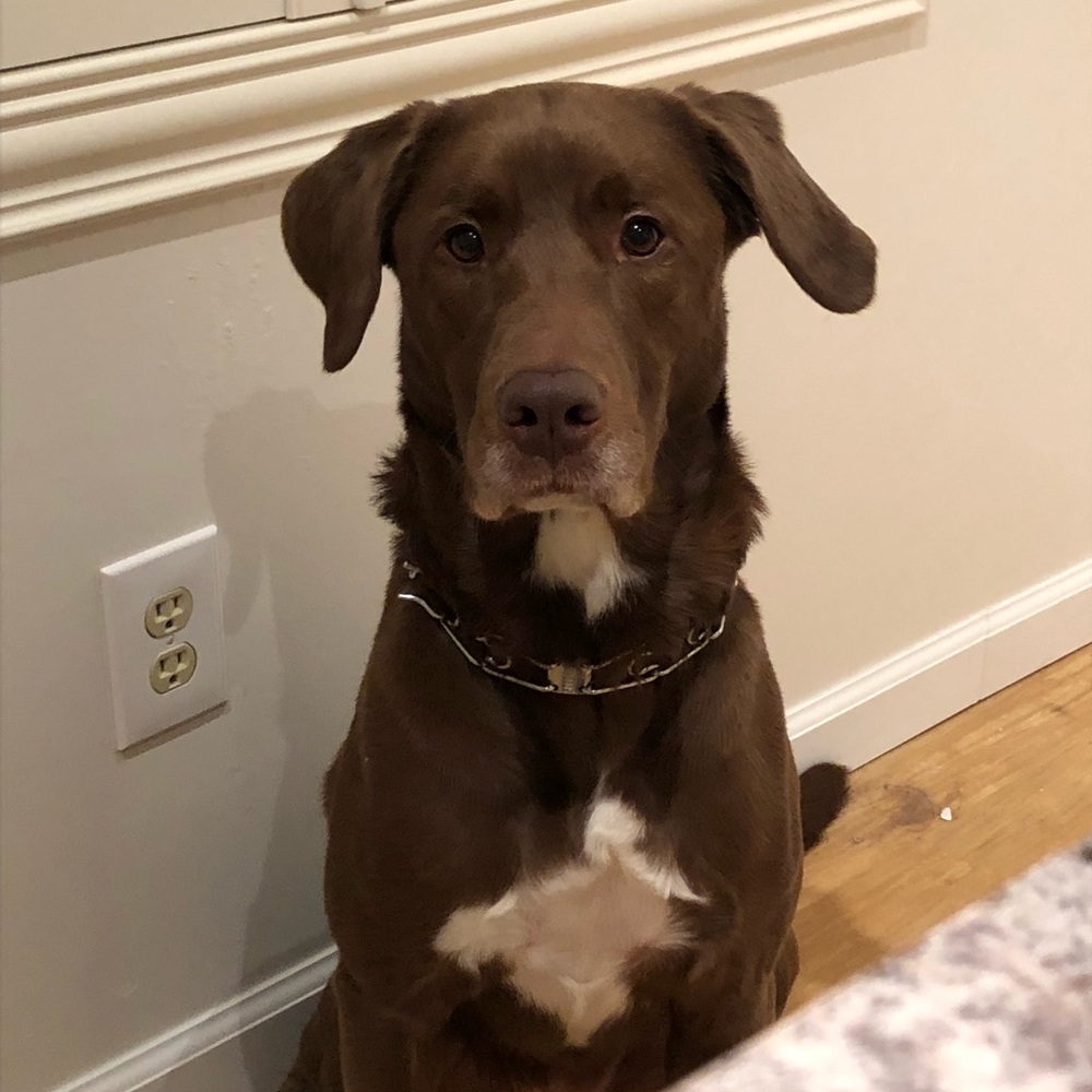 Meet your Posher, Max